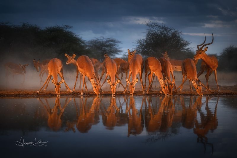 Вечер в саванне... фото превью