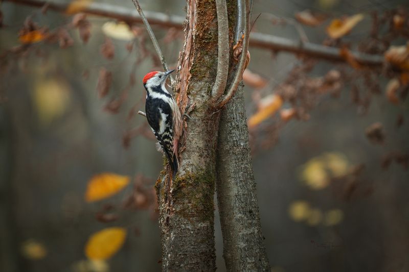 природа, лес, поля, огороды, животные, птицы, макро В осенних заботах фото превью