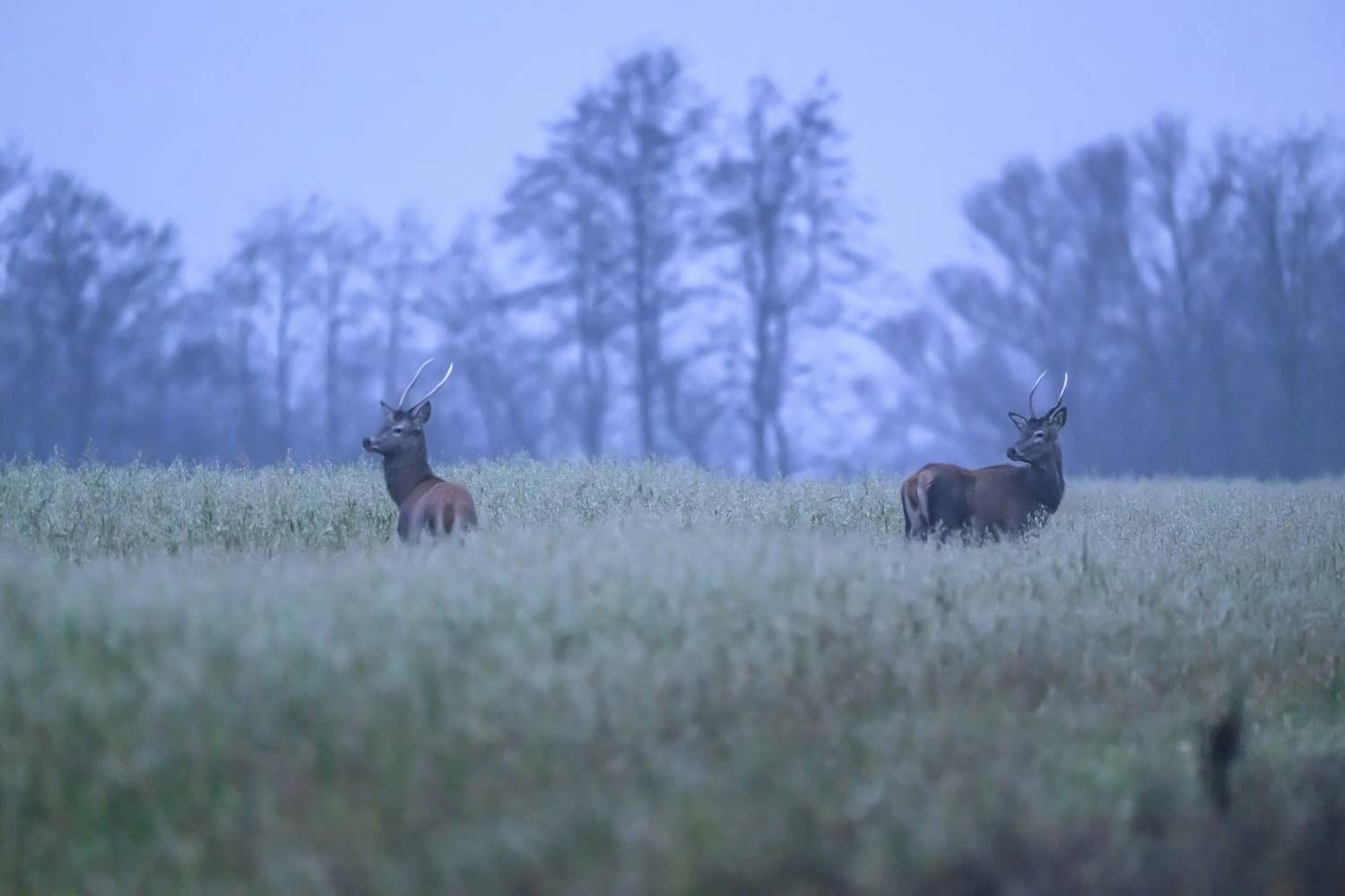 , Пупонин Сергей