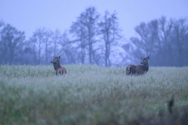 Перед рассветом фото превью