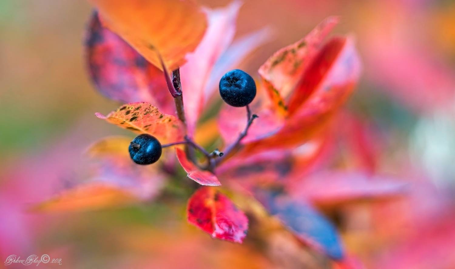 , Орлов Олег