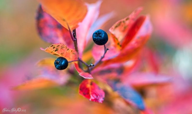 *** фото превью