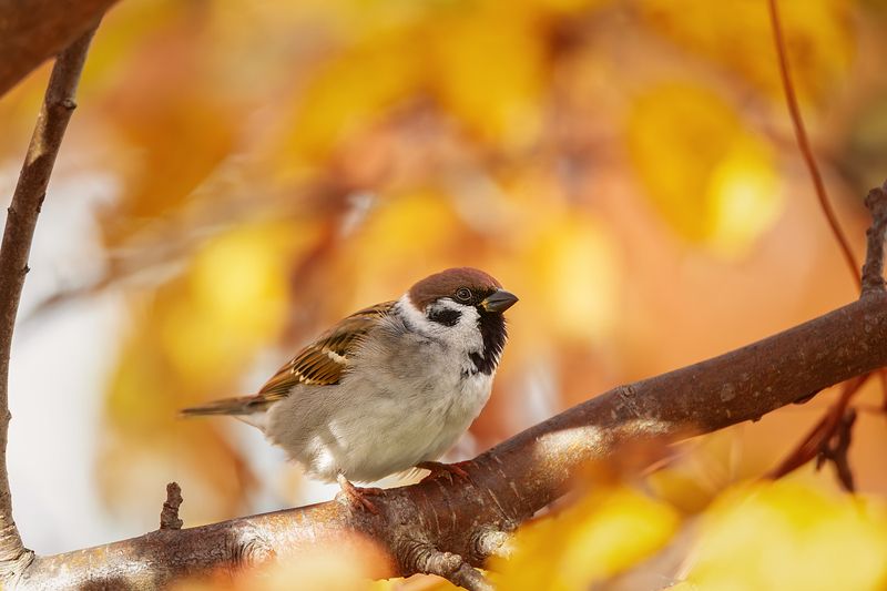 Воробушек фото превью
