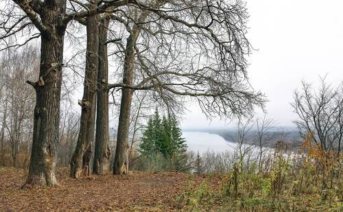 Старые деревья