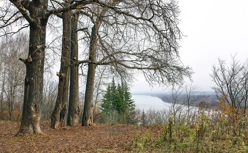 осень, берег, пейзаж, дымка Старые деревья фото превью