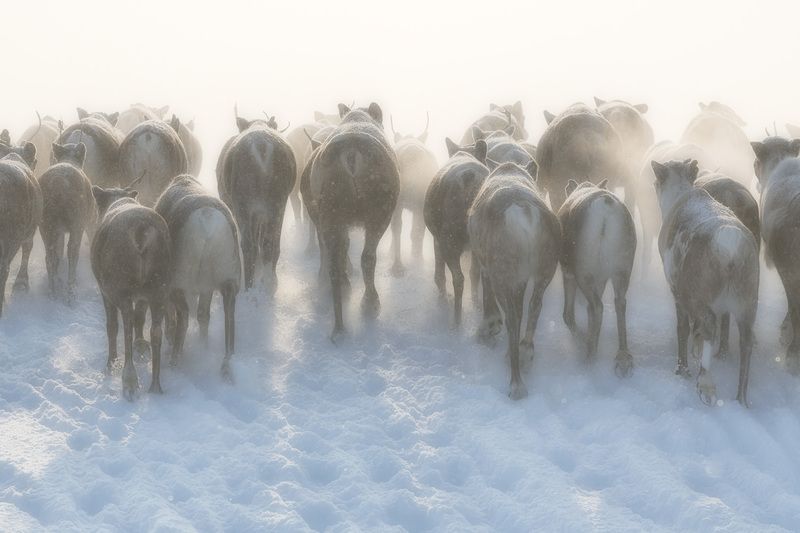 Стадо оленей бегущее краем тундры фото превью