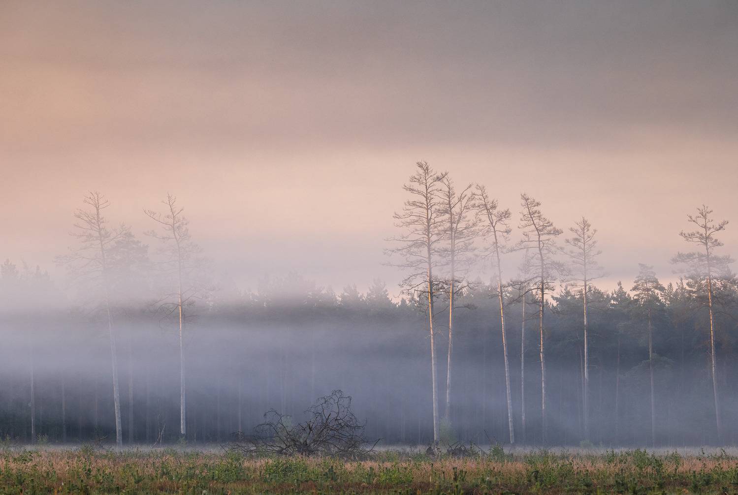 , Гордон Николай