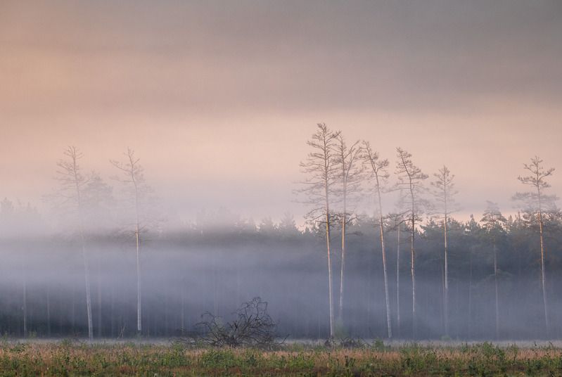 Туманное утро фото превью