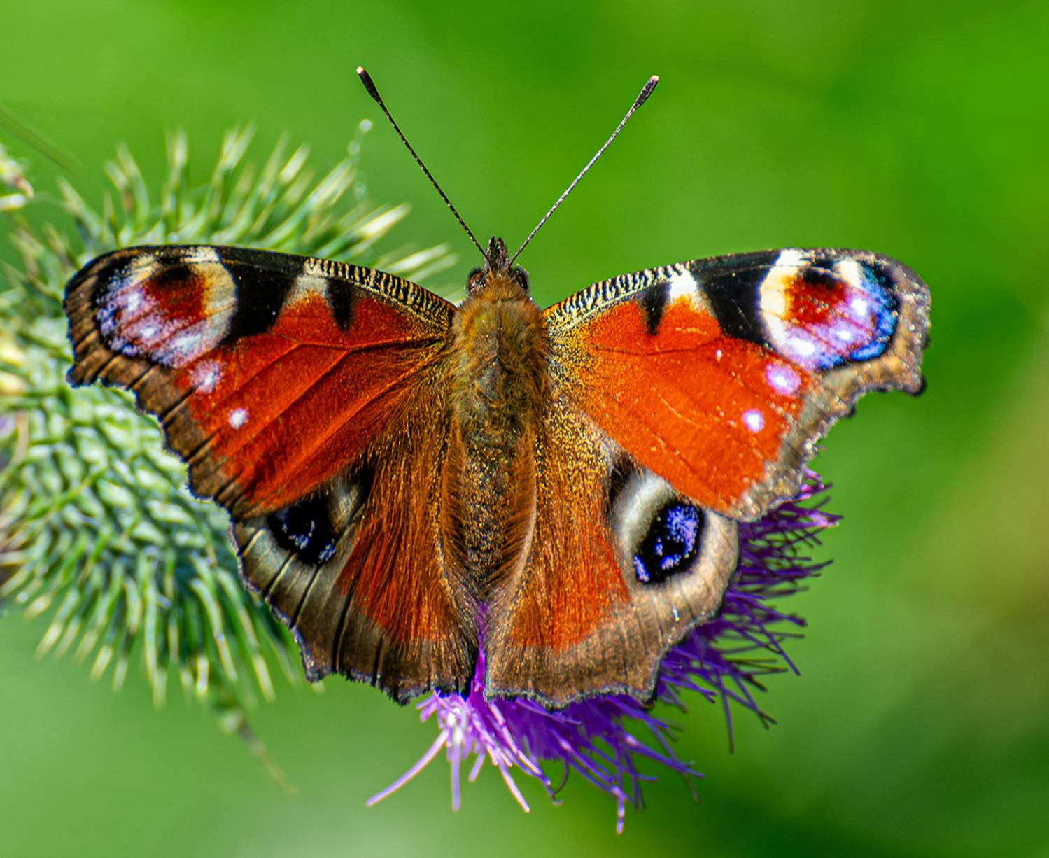 павлиний глаз бабочка, Татаркин Вячеслав