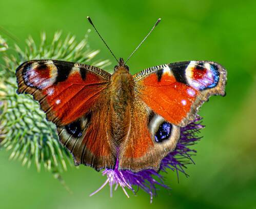 Павлиний глаз