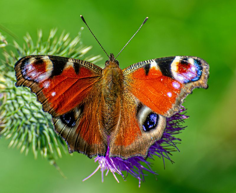 павлиний глаз бабочка Павлиний глаз фото превью