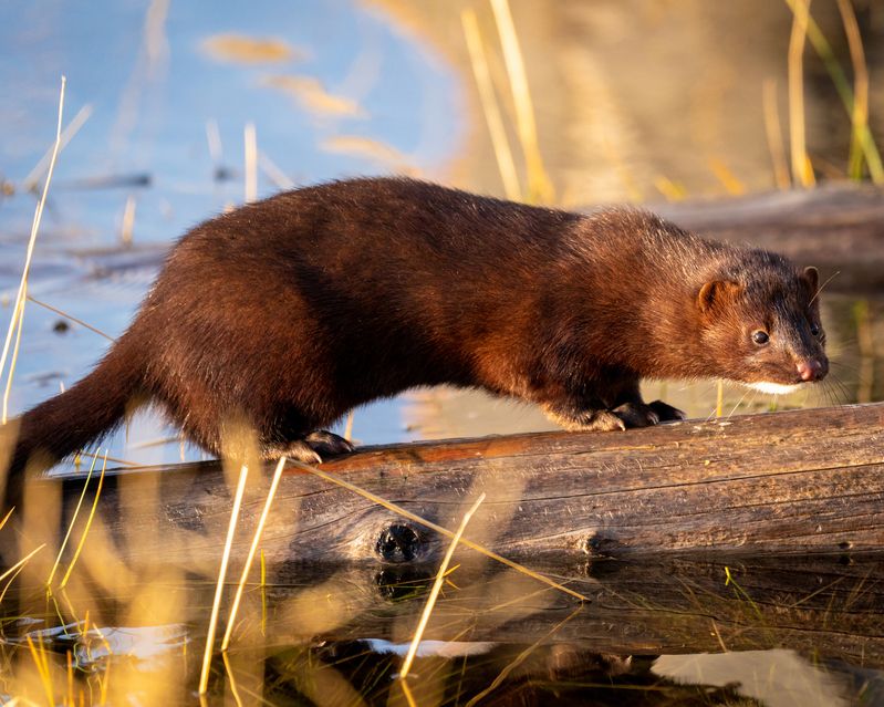 норка, американская норка, животные Датствуйте)) фото превью
