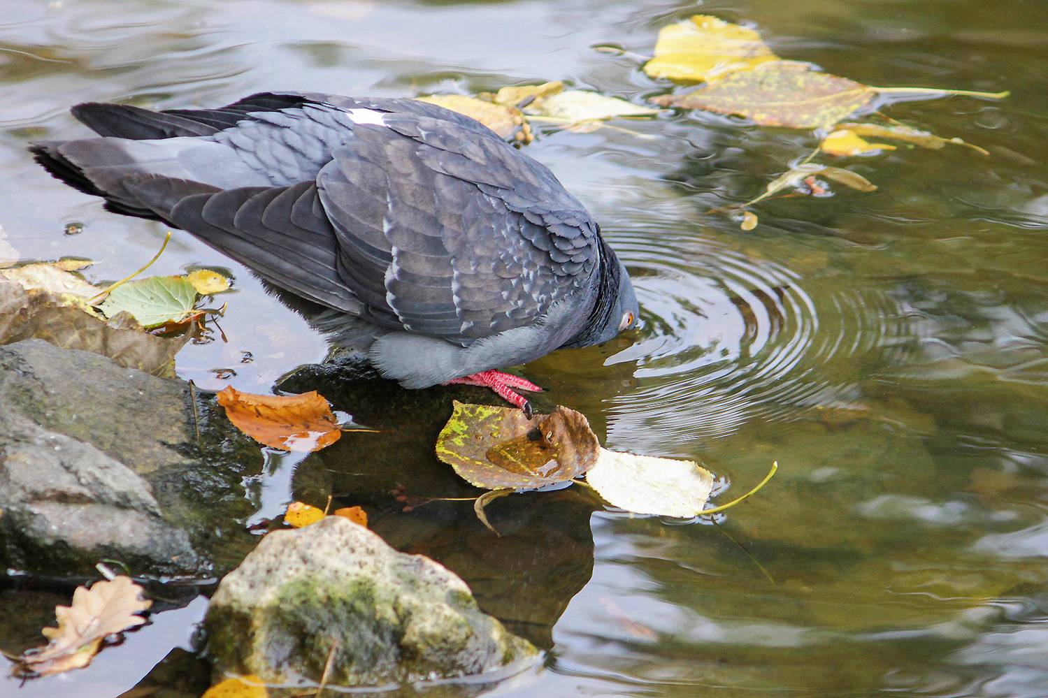 голубь, сизый голубь, columba livia, КарОл