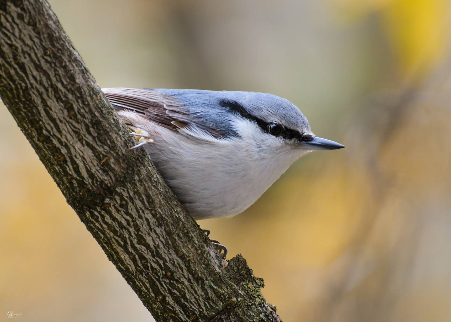 , Наталья Екимова