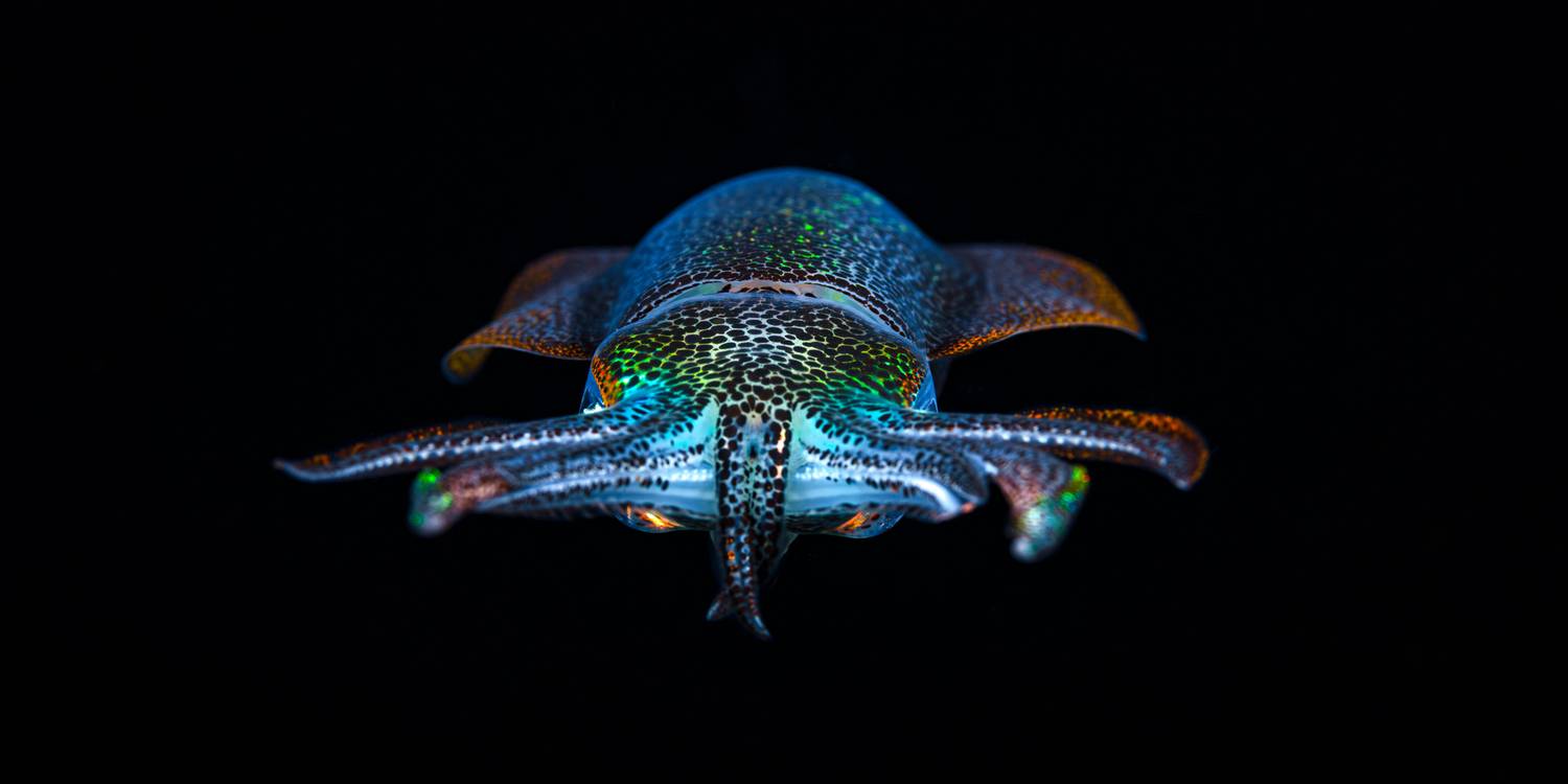 , Савин Андрей