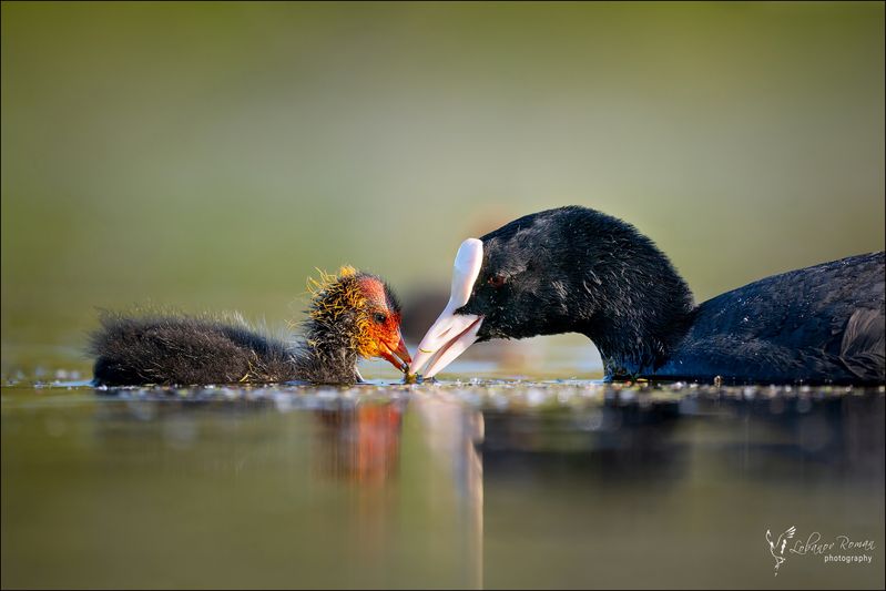 Заботливая мама фото превью