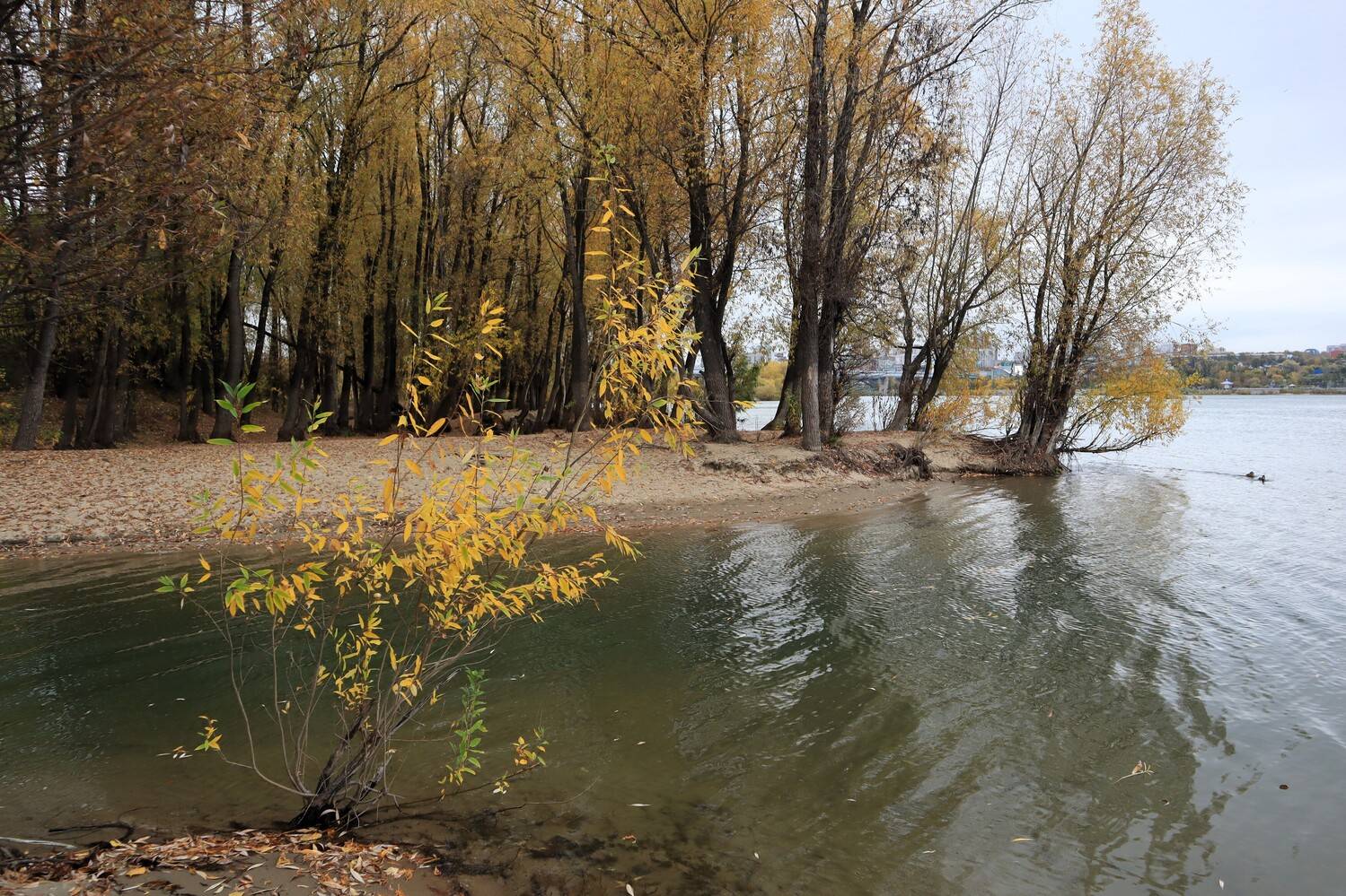 природа,река,осень,деревья,кустик, Козлова Галина