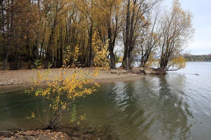 Кустик у реки фото превью