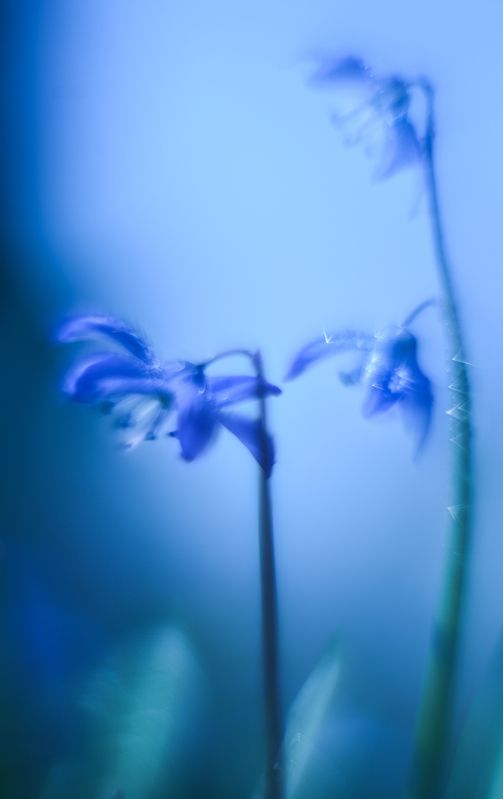 Пролеска, цветы, синий Блеск фото превью