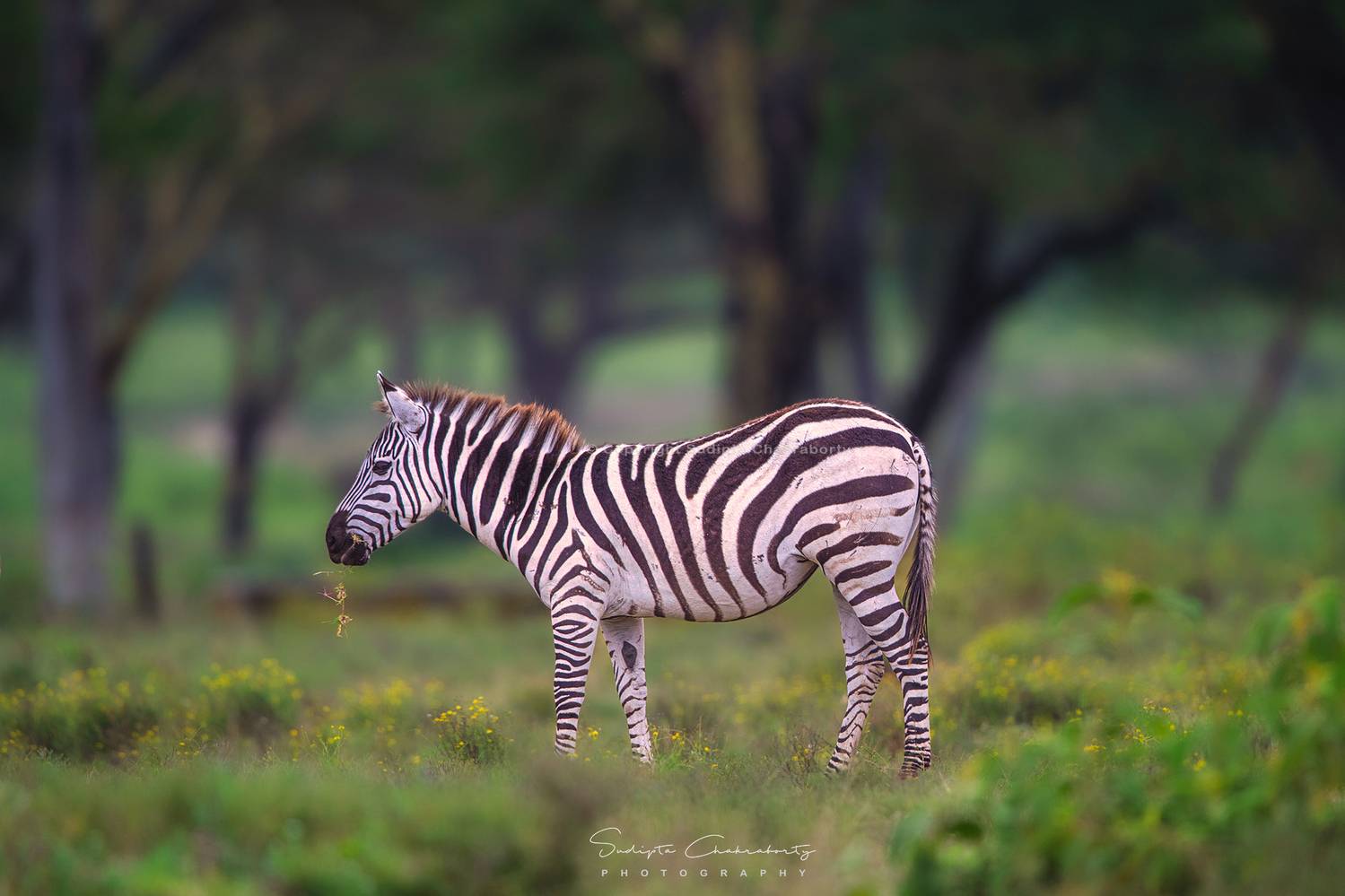 Wildlife, Sudipta Chakraborty