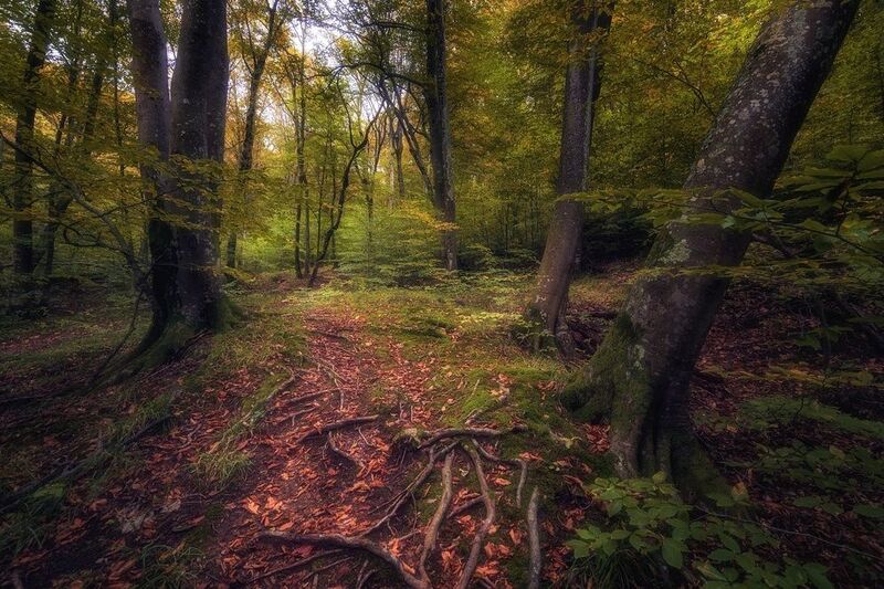 В лесу. фото превью