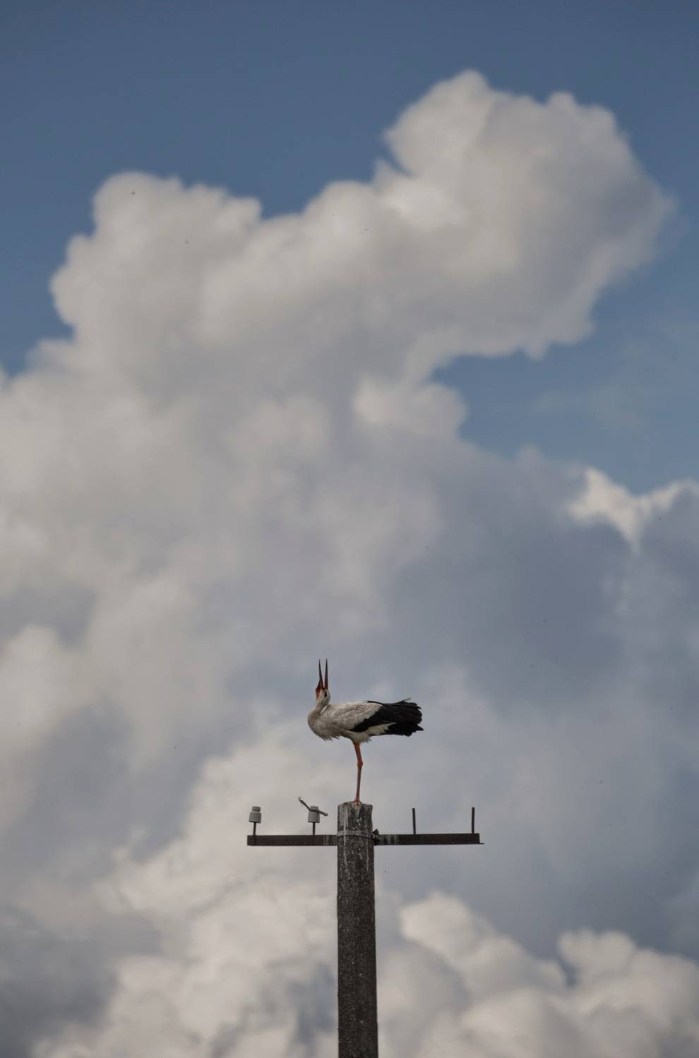 аист, свет, вечер, природа, небо, Баранов Олег