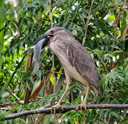 Young Night Heron - Молодая Кваква с добычей