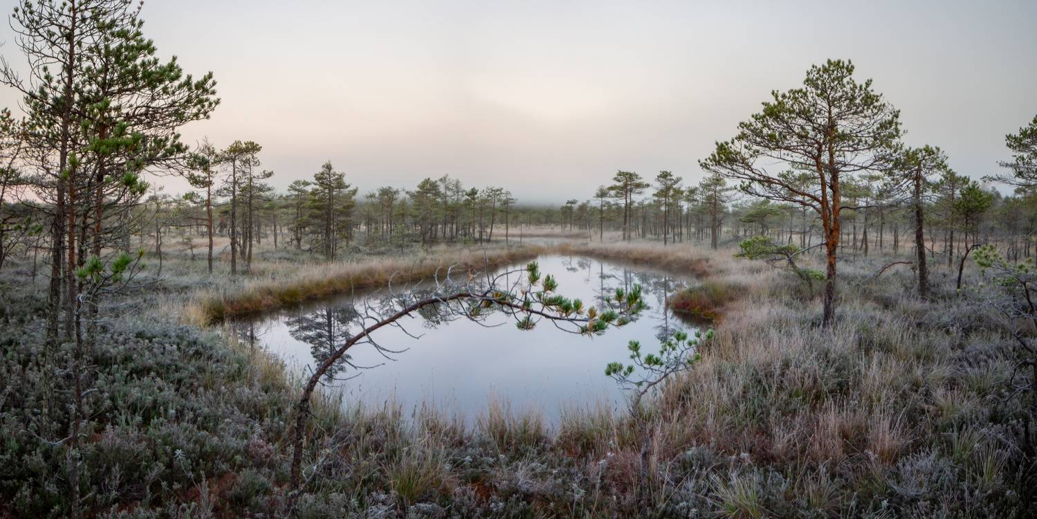 , Комарова Вера