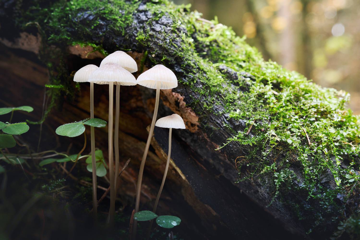 грибы, лес, Валерий Вождаев