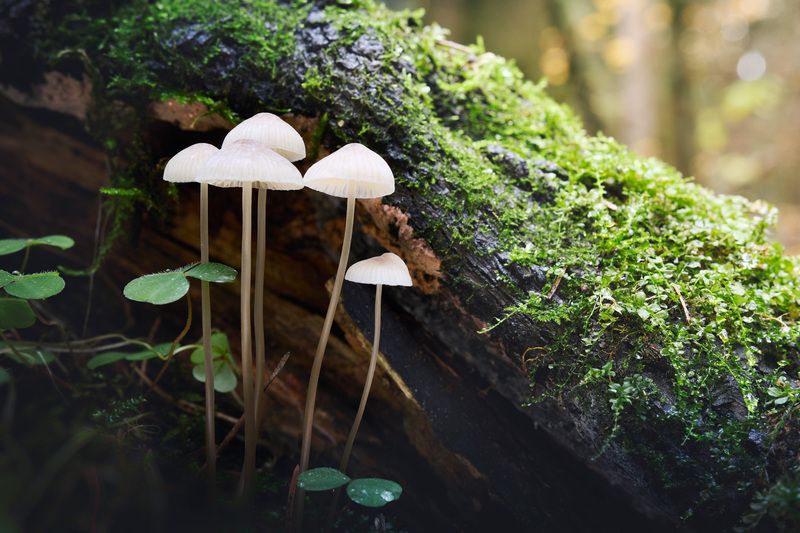 Грибочки фото превью