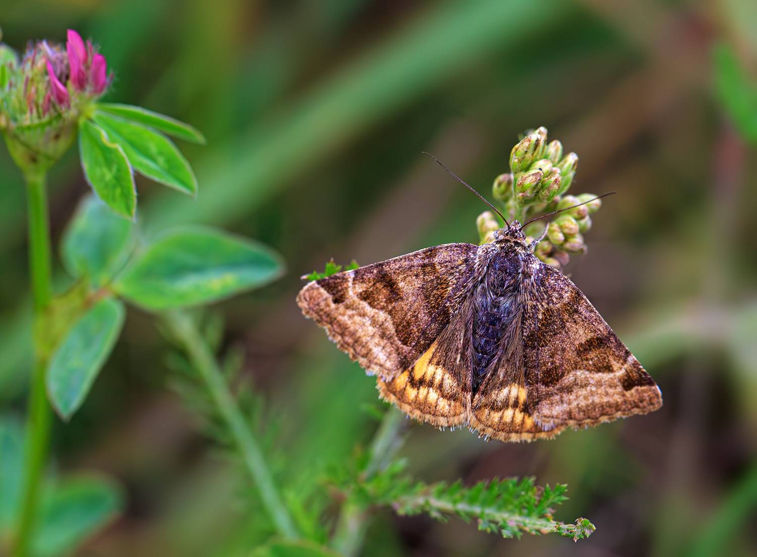 насекомые, бабочка, совка, клевер, клеверная, бурая, лето, июнь, Борис Новиков