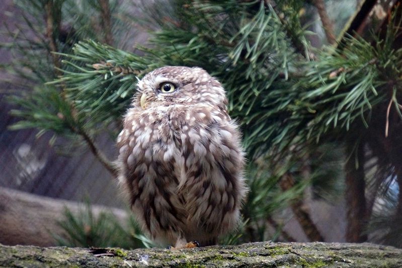 Сыч мохноногий. фото превью