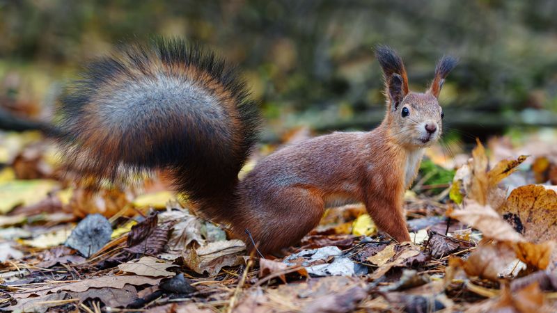 Белка фото превью