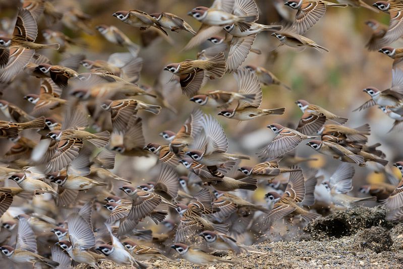 природа Банда фото превью