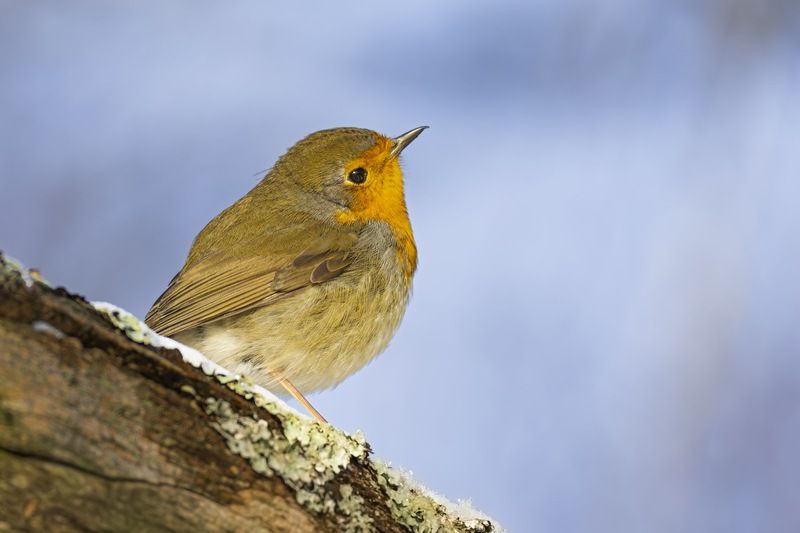 малиновка, зарянка, птицы, рябина Малиновка фото превью