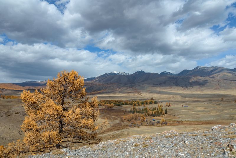 алтай, горный алтай, курай, природа, осень, золотая осень *** фото превью