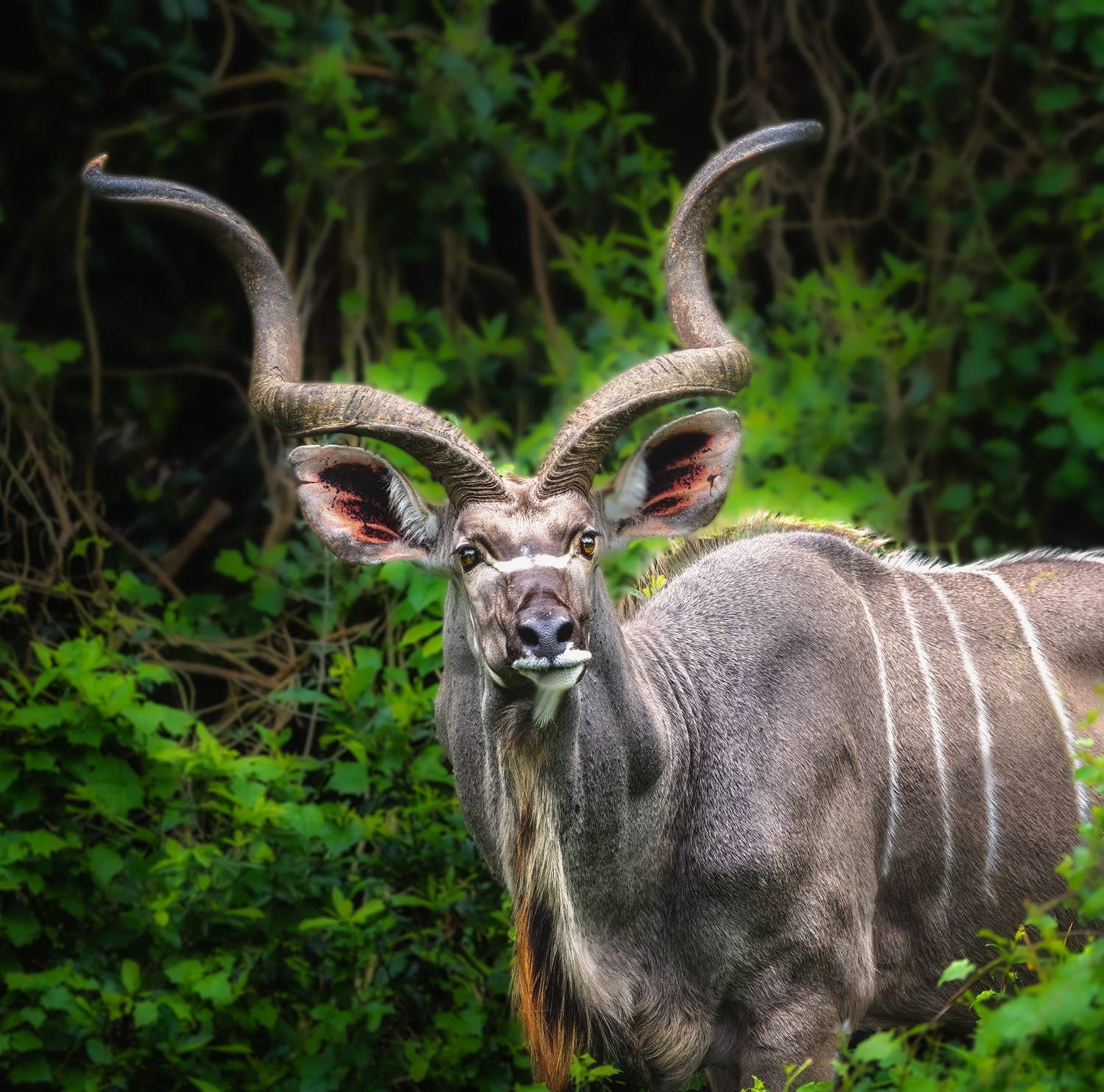 #big Kudu #antilope #animals of Africa #antilope Kudu, Олег Герасимов