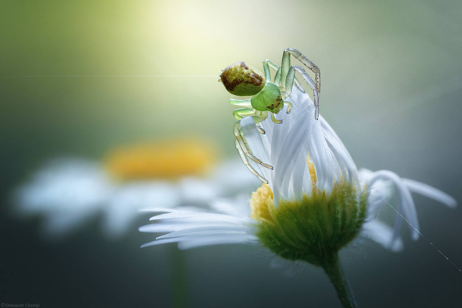 макро, макро истории, паучок, сказочный, волшебство, цветы, ромашка, флорист, зеленый фон, природа, сашачорный, фотографчорный, коростышев, украина,, Чорный Александр