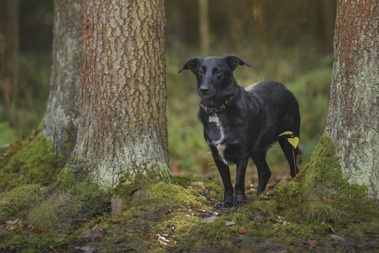 , Максим Вышарь