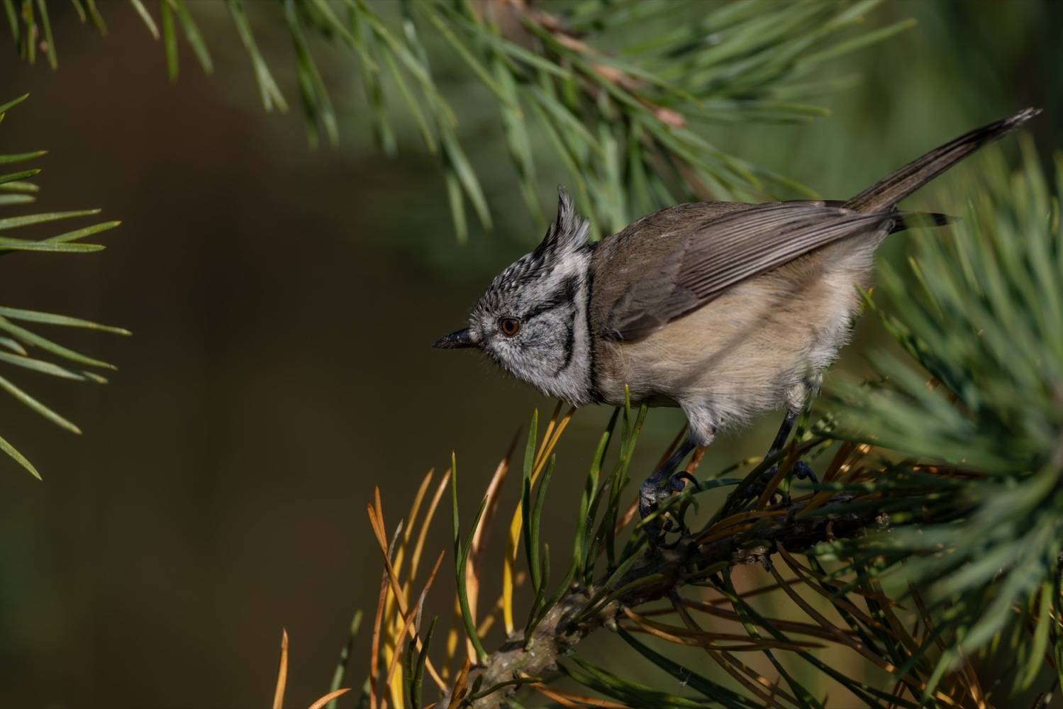 гренадерка, хохлатая синица, синица, птицы, Ruslan Pl