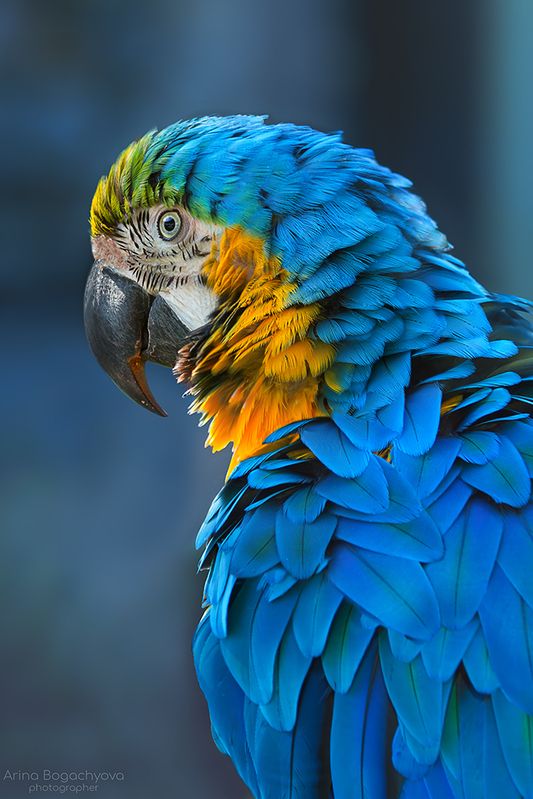 *** фото превью