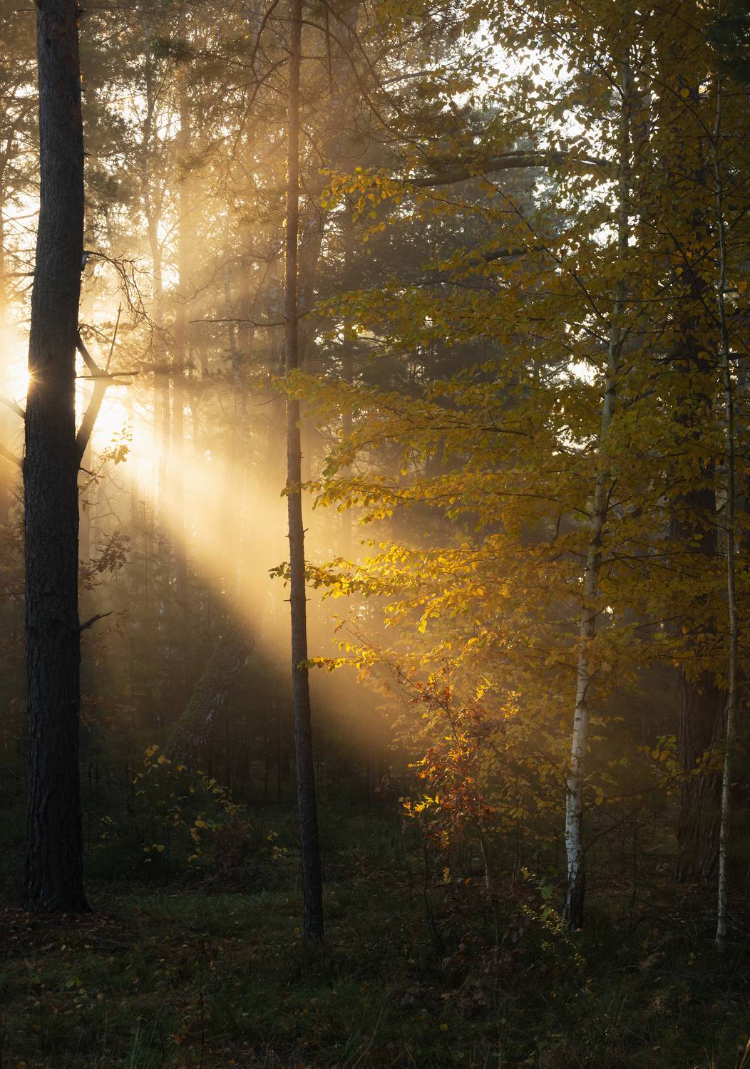 , Дмитрий Захаров