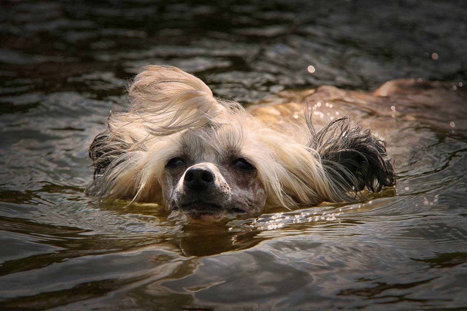 Вода, Китайская хохлатая, Мордочка, Озеро, Плыть, Собака, ALLA SOKOLOVA