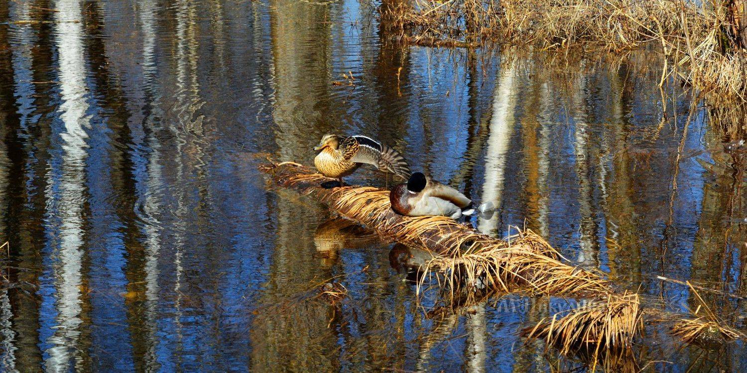 , Марина Никулина