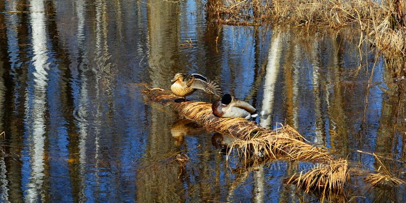 В теплый весенний день. фото превью