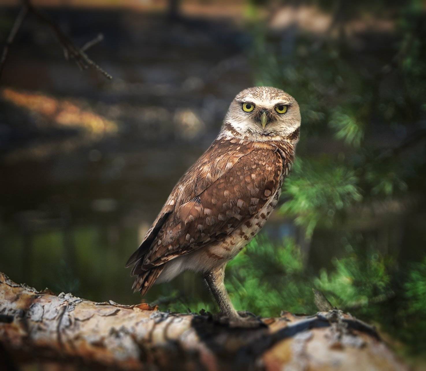 , Олег Богданов