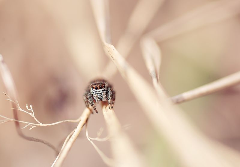 Скакунчик Скакунчик фото превью