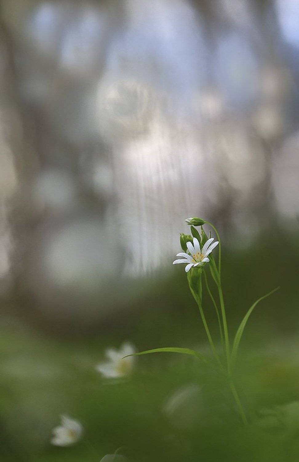 Цветы, белые, холодные, весна, дождь, дерево, мох, свет, листья, зеленый, коричневый, ранний, весенний, красивый;, Виктор