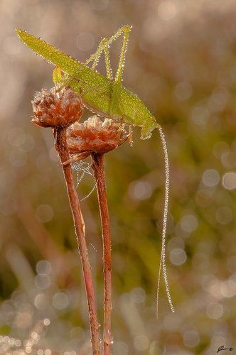 Phaneroptera falcata