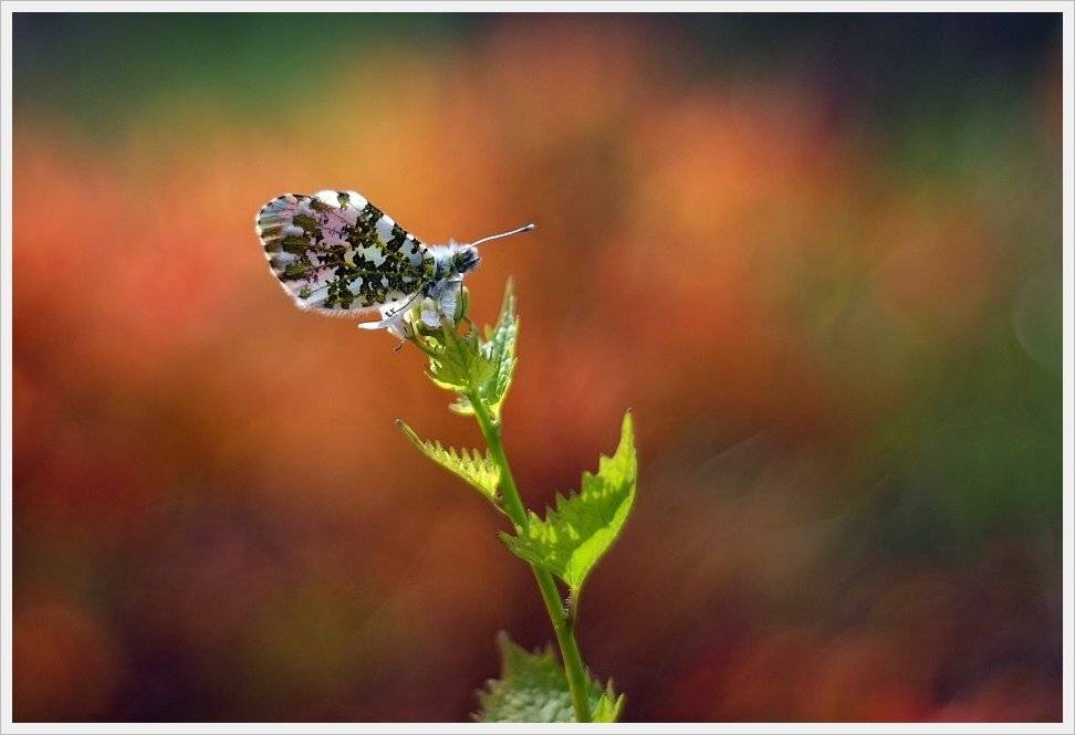 , Krzysztof Trojanowski